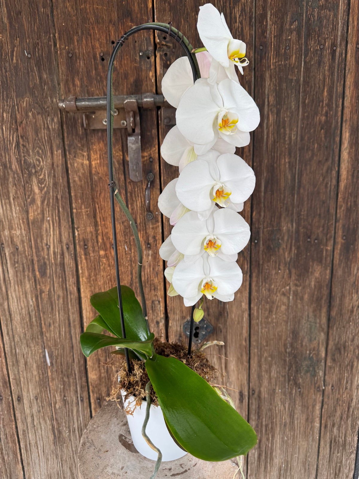 Orquídea Cascada