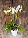 Orquídea Multiflora