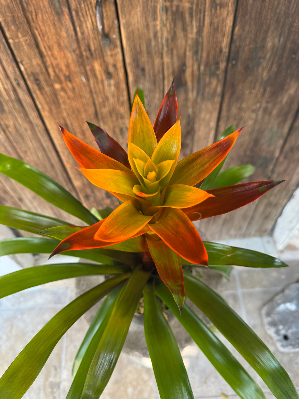 Bromelia