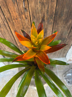 Bromelia
