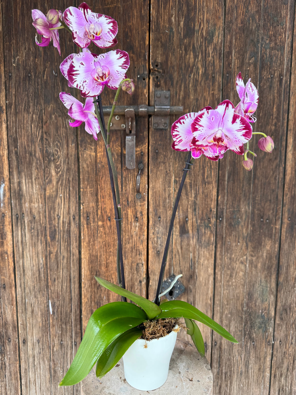 Orquídea Phalaenopsis