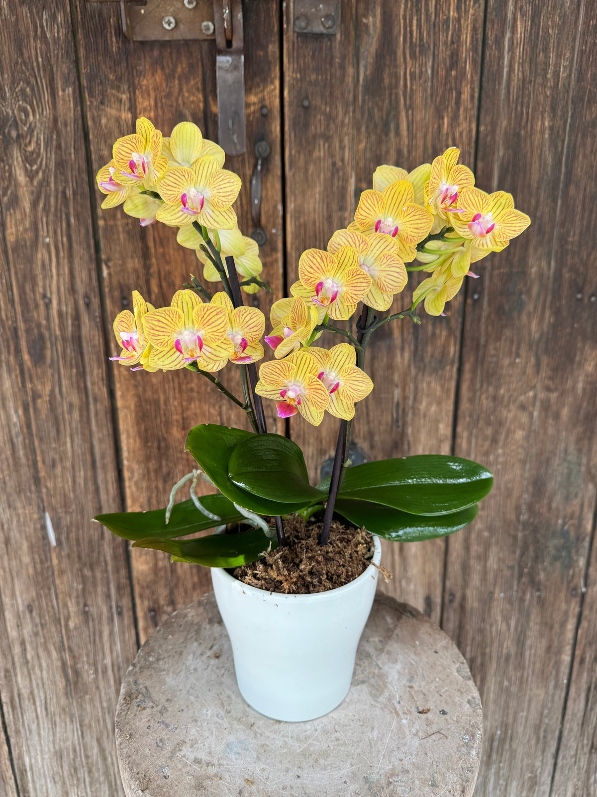 Orquídea Multiflora