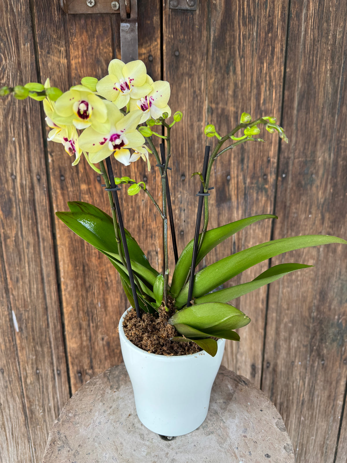 Orquídea Multiflora