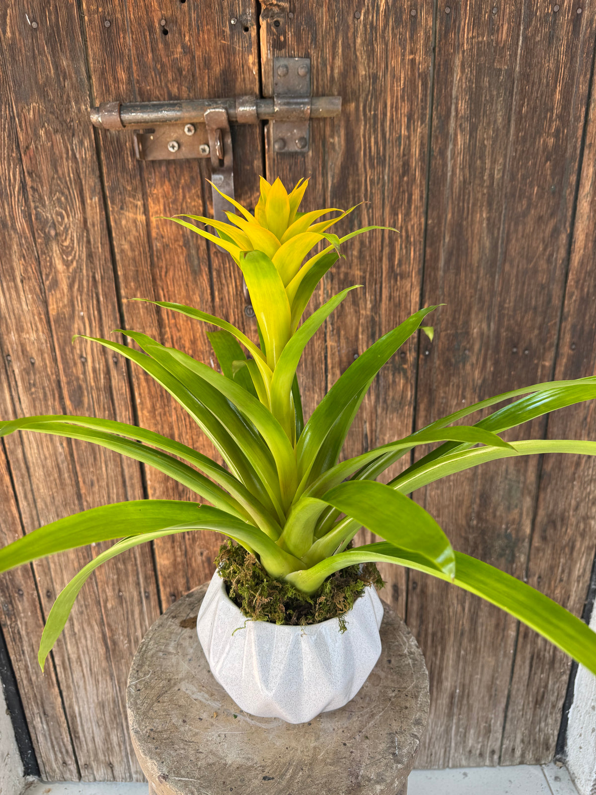 Bromelia