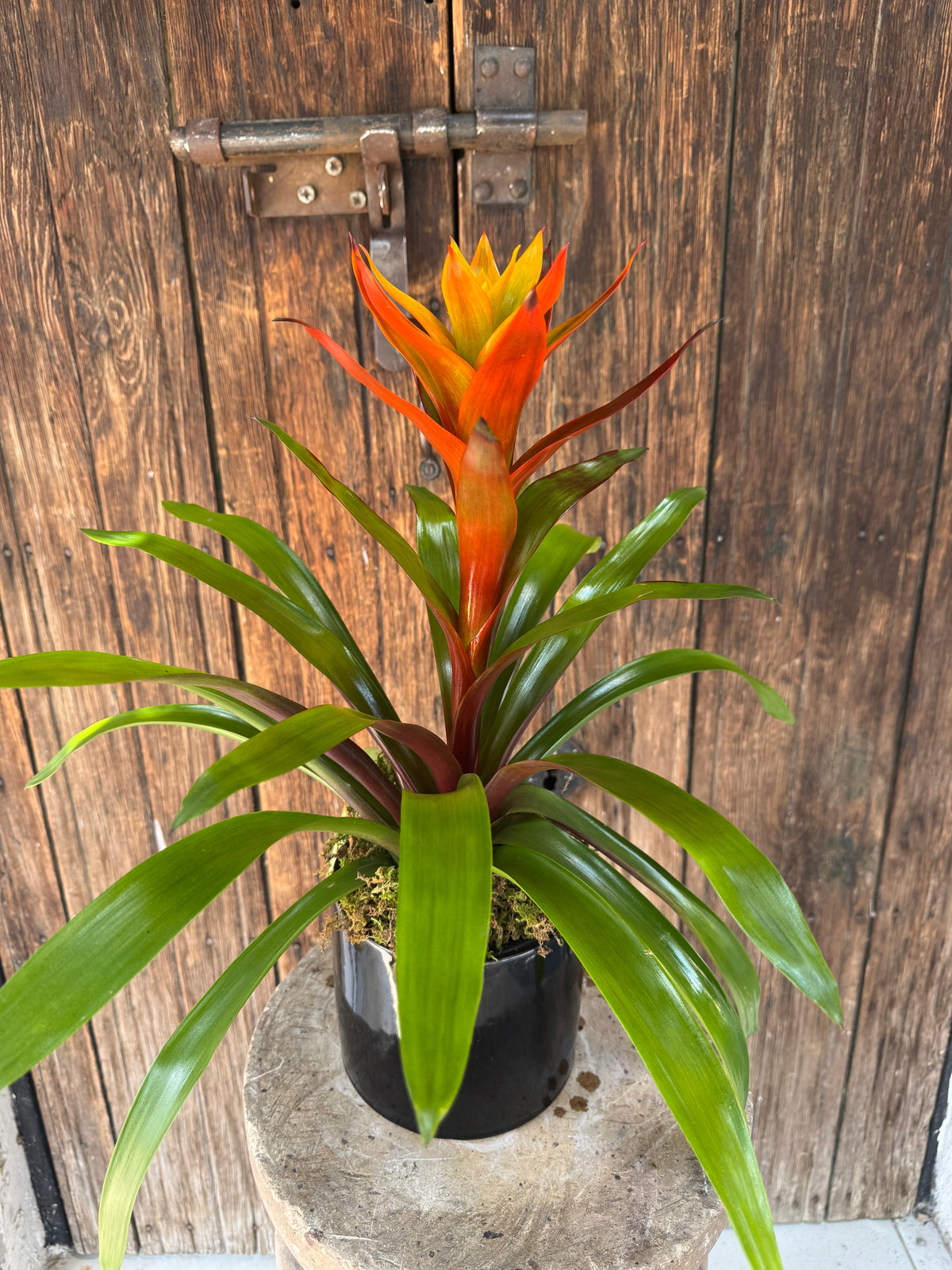 Bromelia