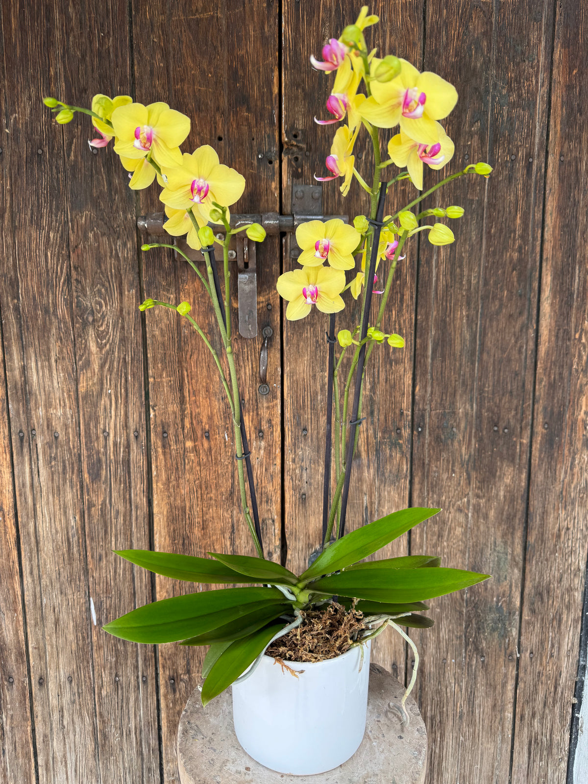 Orquídea Phalaenopsis
