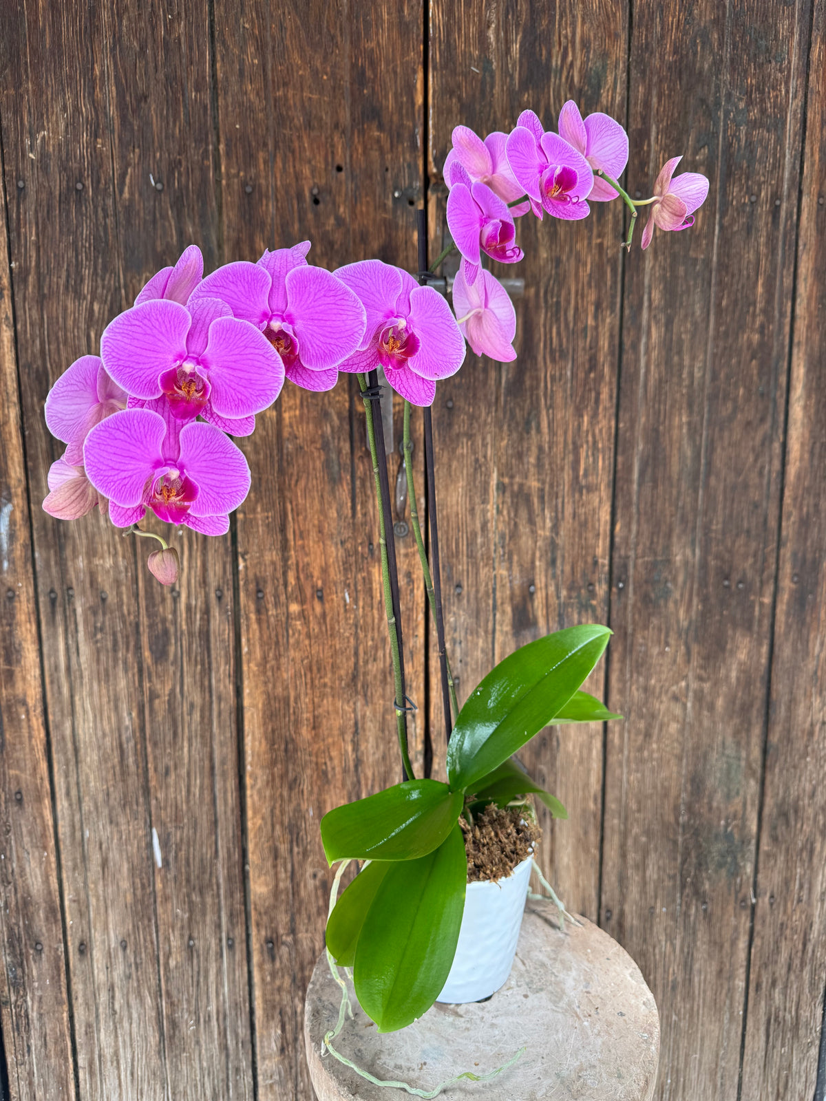 Orquídea Phalaenopsis