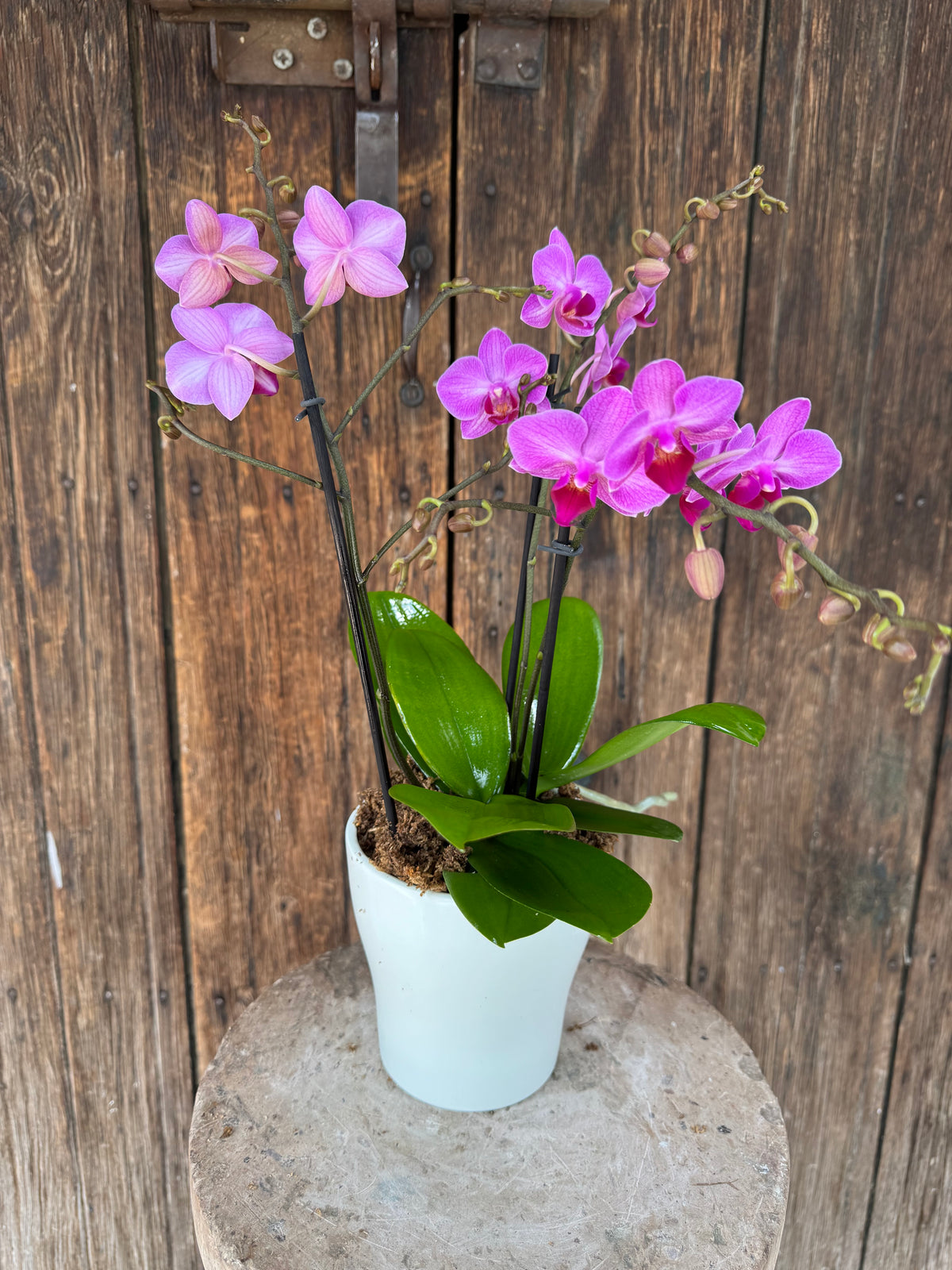 Orquídea Multiflora