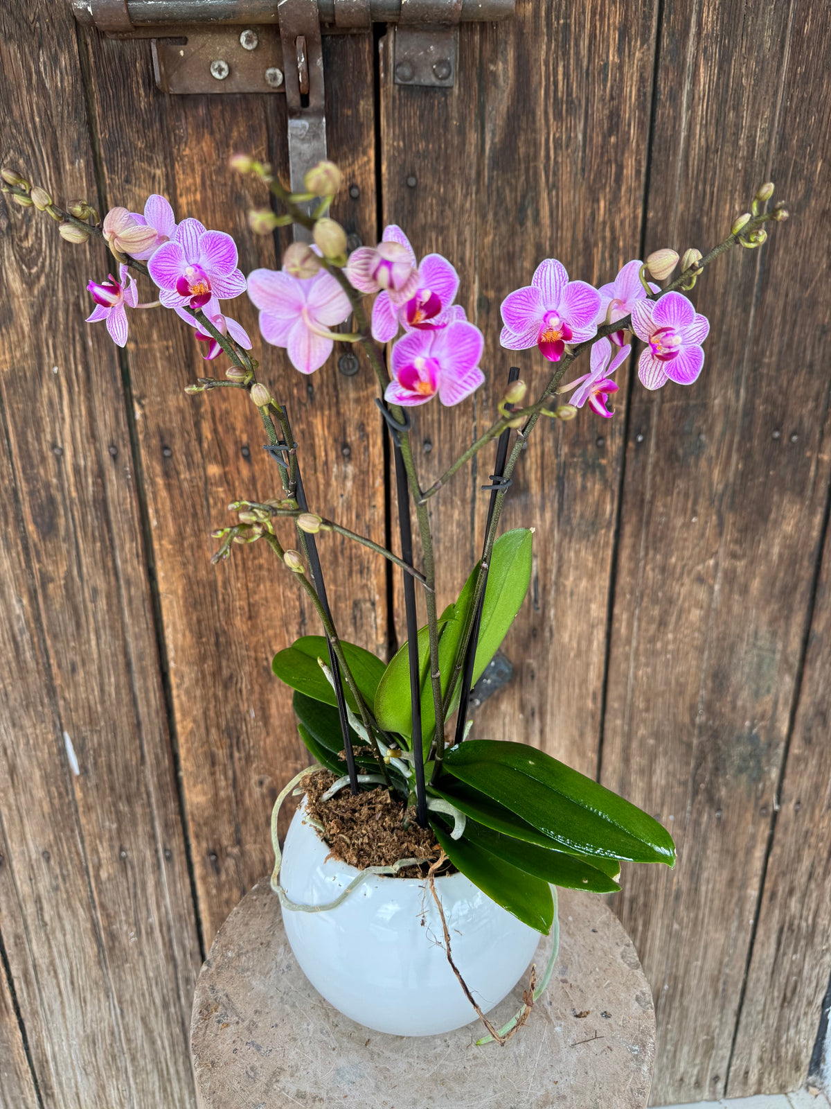 Orquídea Multiflora