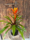 Bromelia