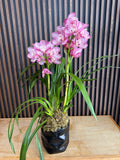 Orquídea Cymbidium