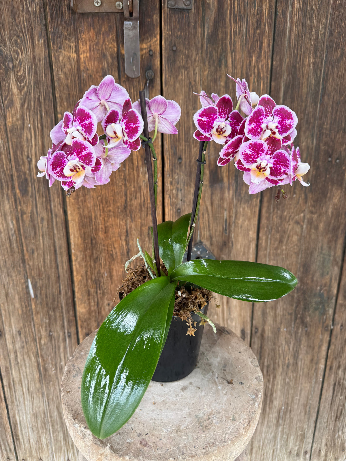 Orquídea Multiflora