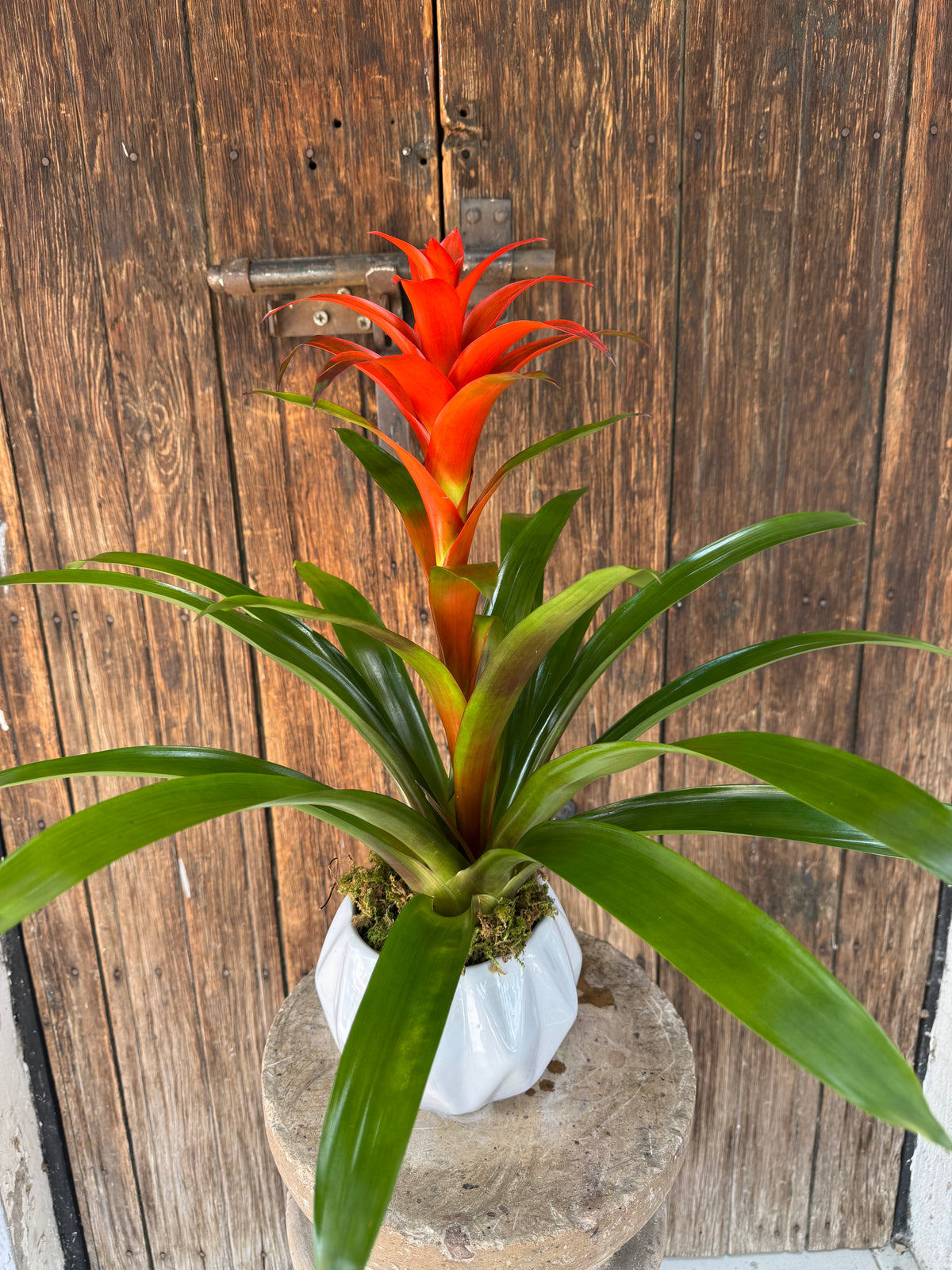 Bromelia