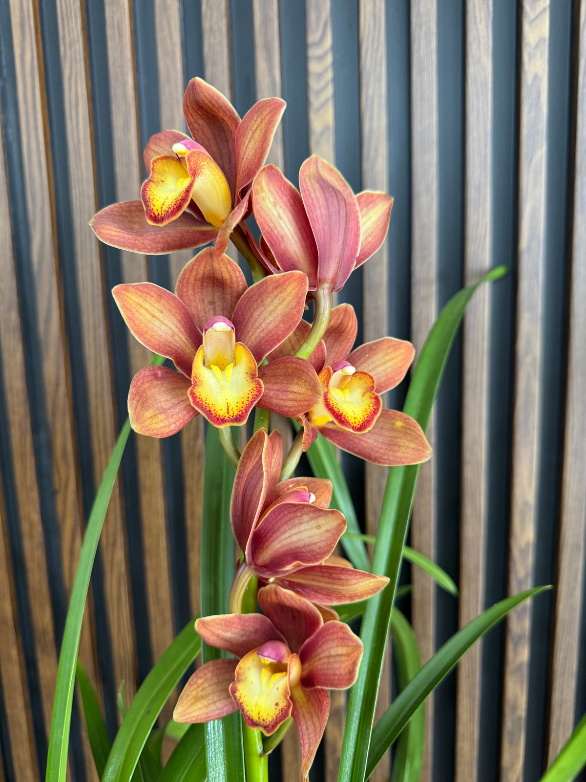 Orquídea Cymbidium