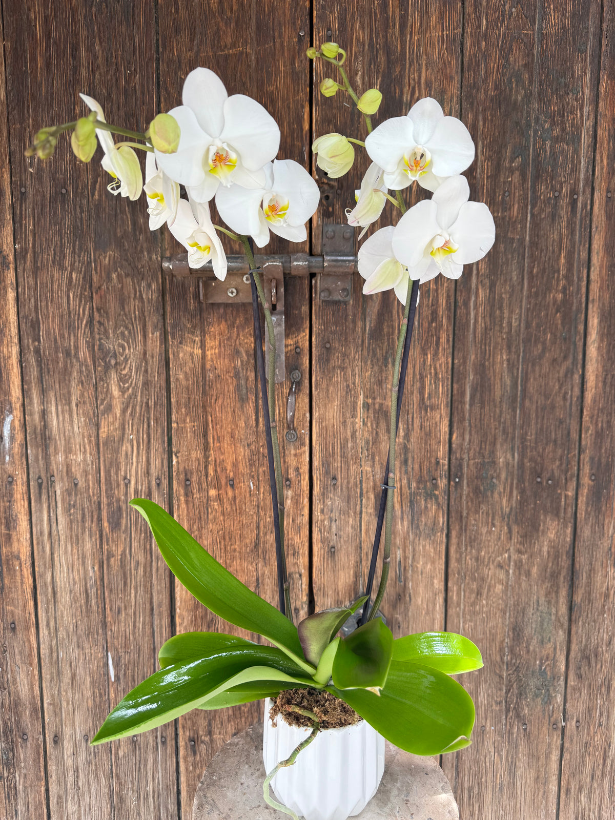 Orquídea Phalaenopsis