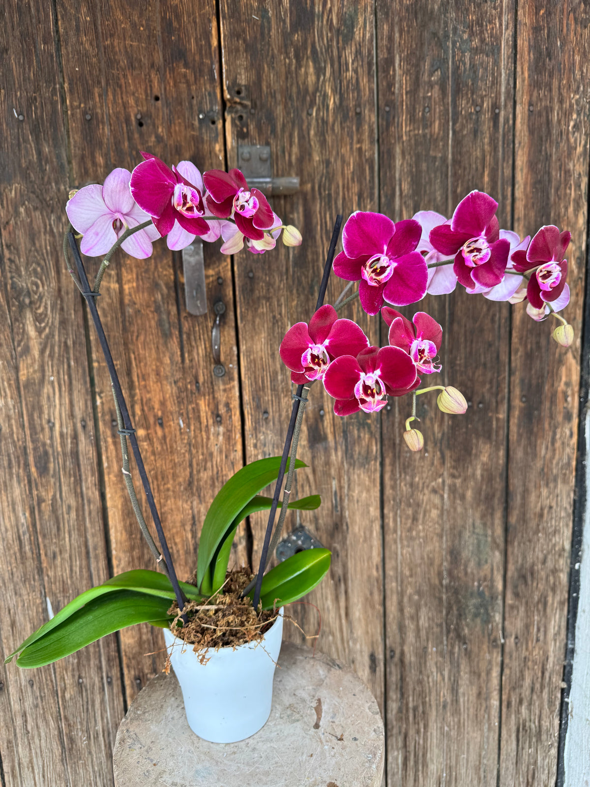 Orquídea Phalaenopsis