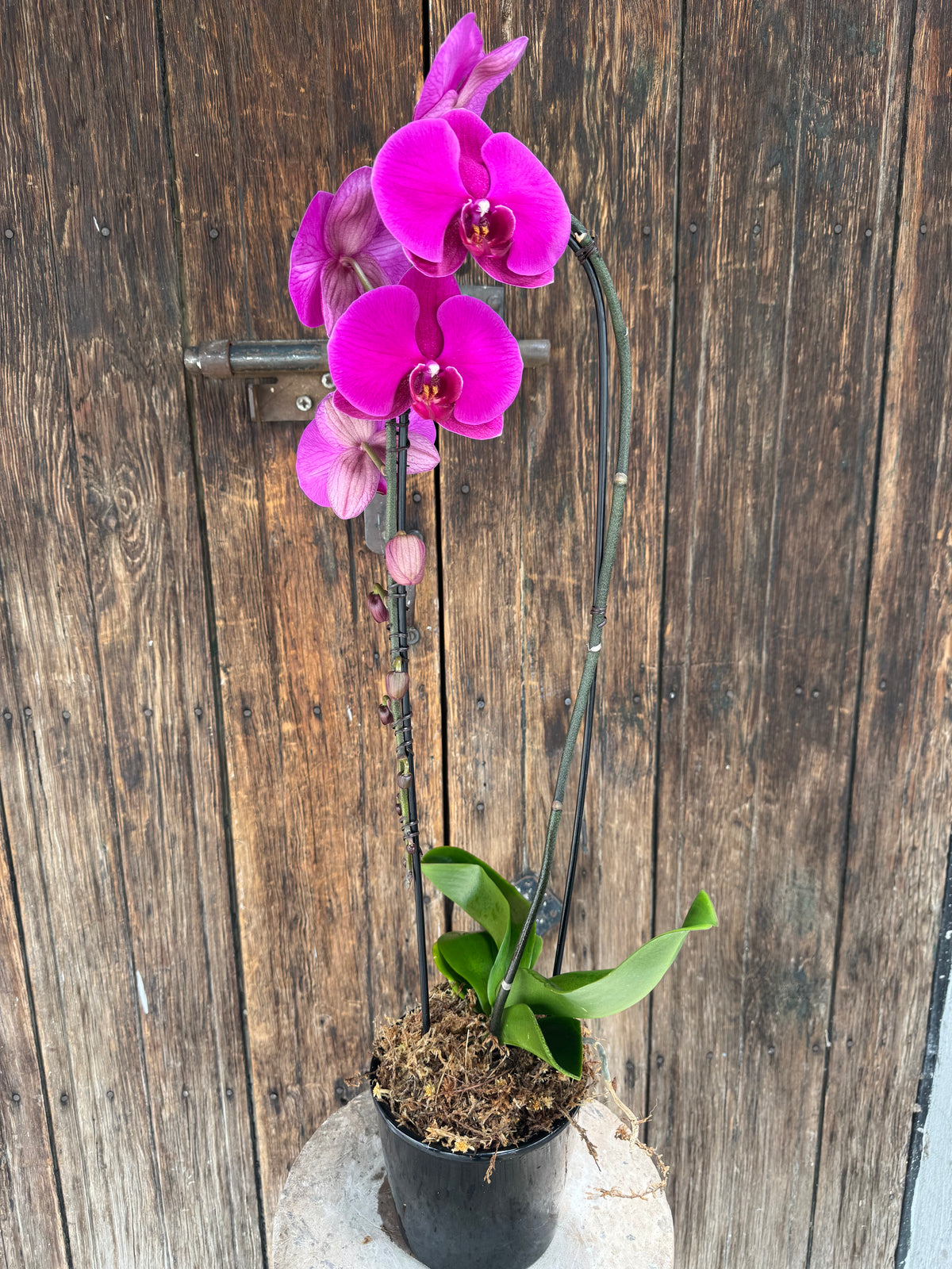 Orquídea Cascada