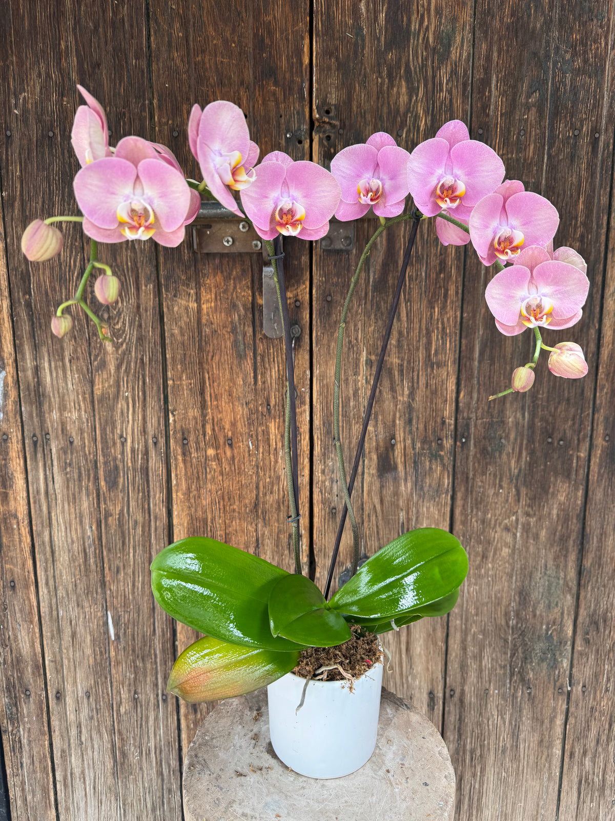 Orquídea Phalaenopsis