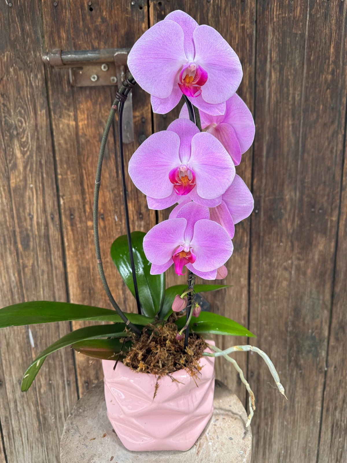 Orquídea Cascada