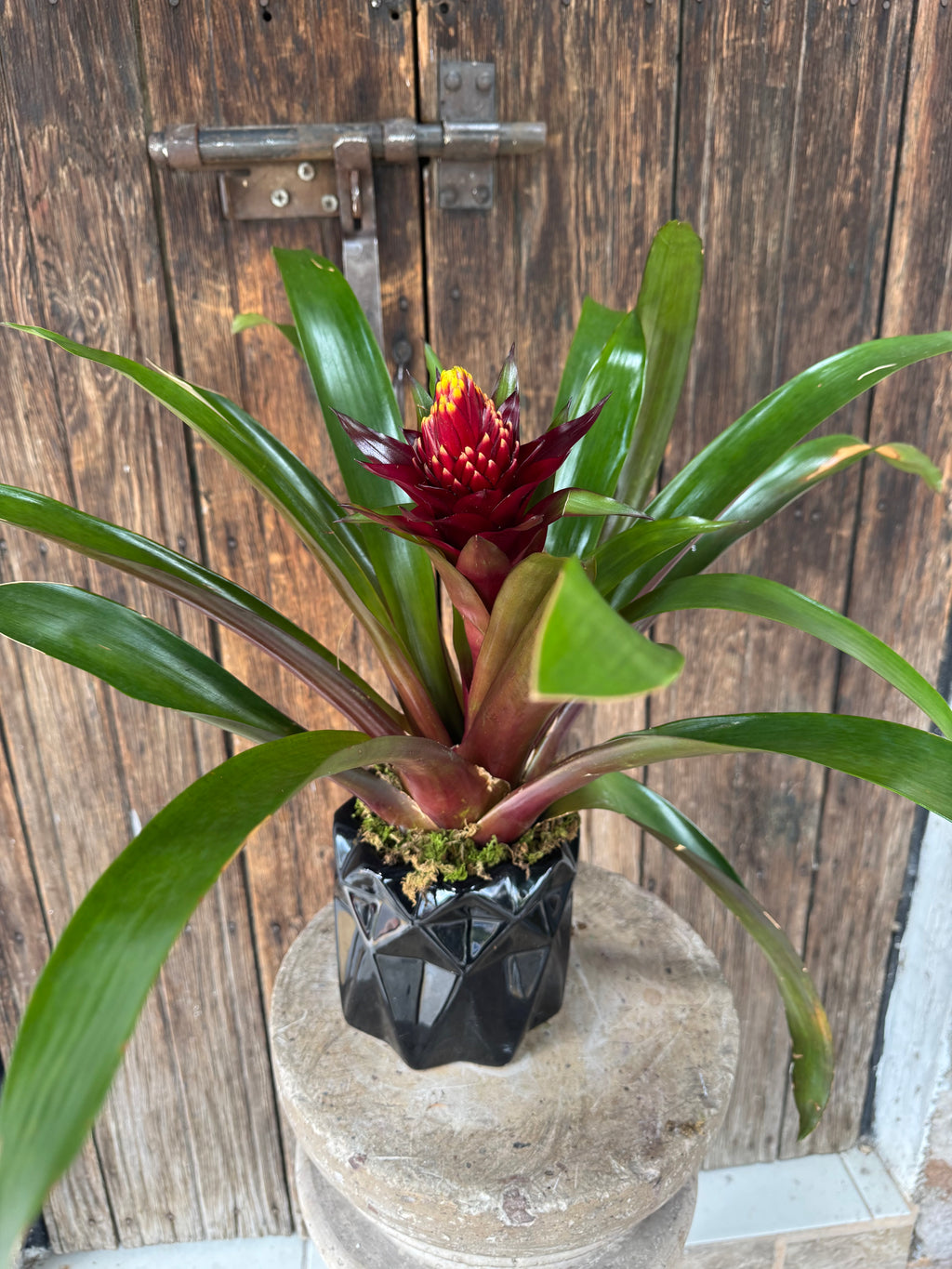 Bromelia