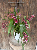 Orquídea Cambria Barroco