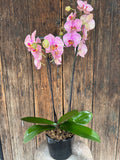 Orquídea Phalaenopsis