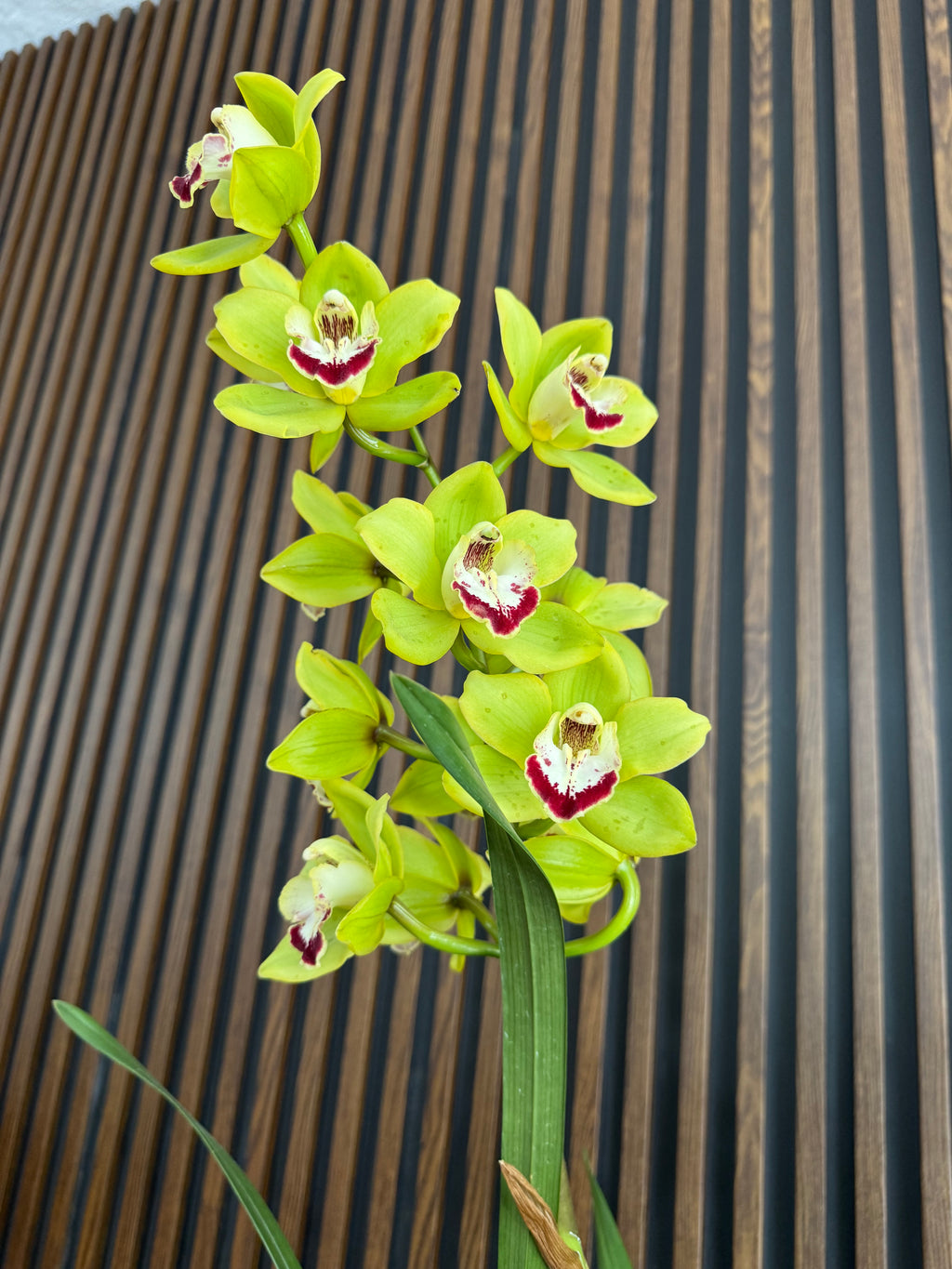 Orquídea Cymbidium