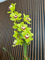 Orquídea Cymbidium