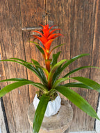 Bromelia