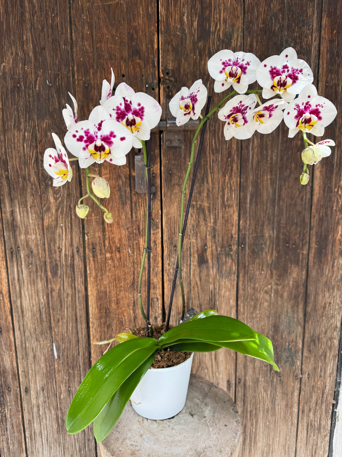 Orquídea Phalaenopsis