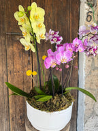 Jardín de Orquídeas