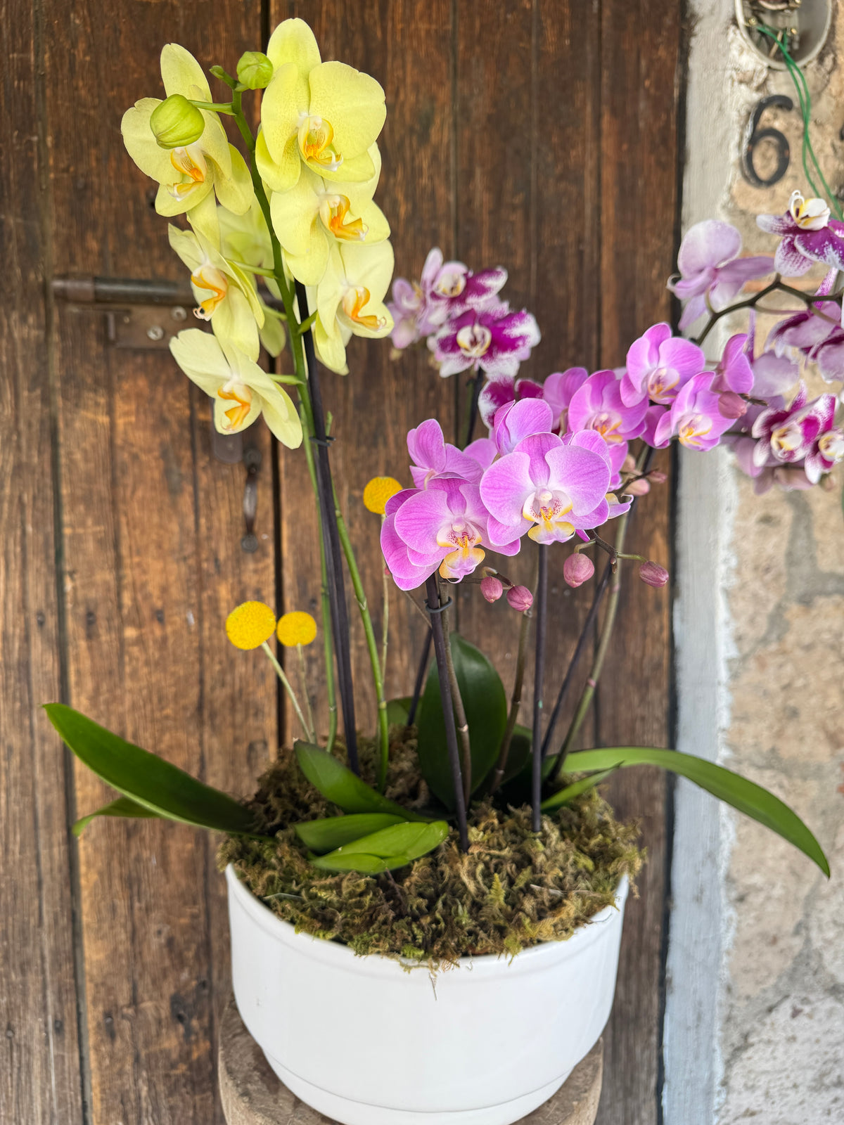 Jardín de Orquídeas