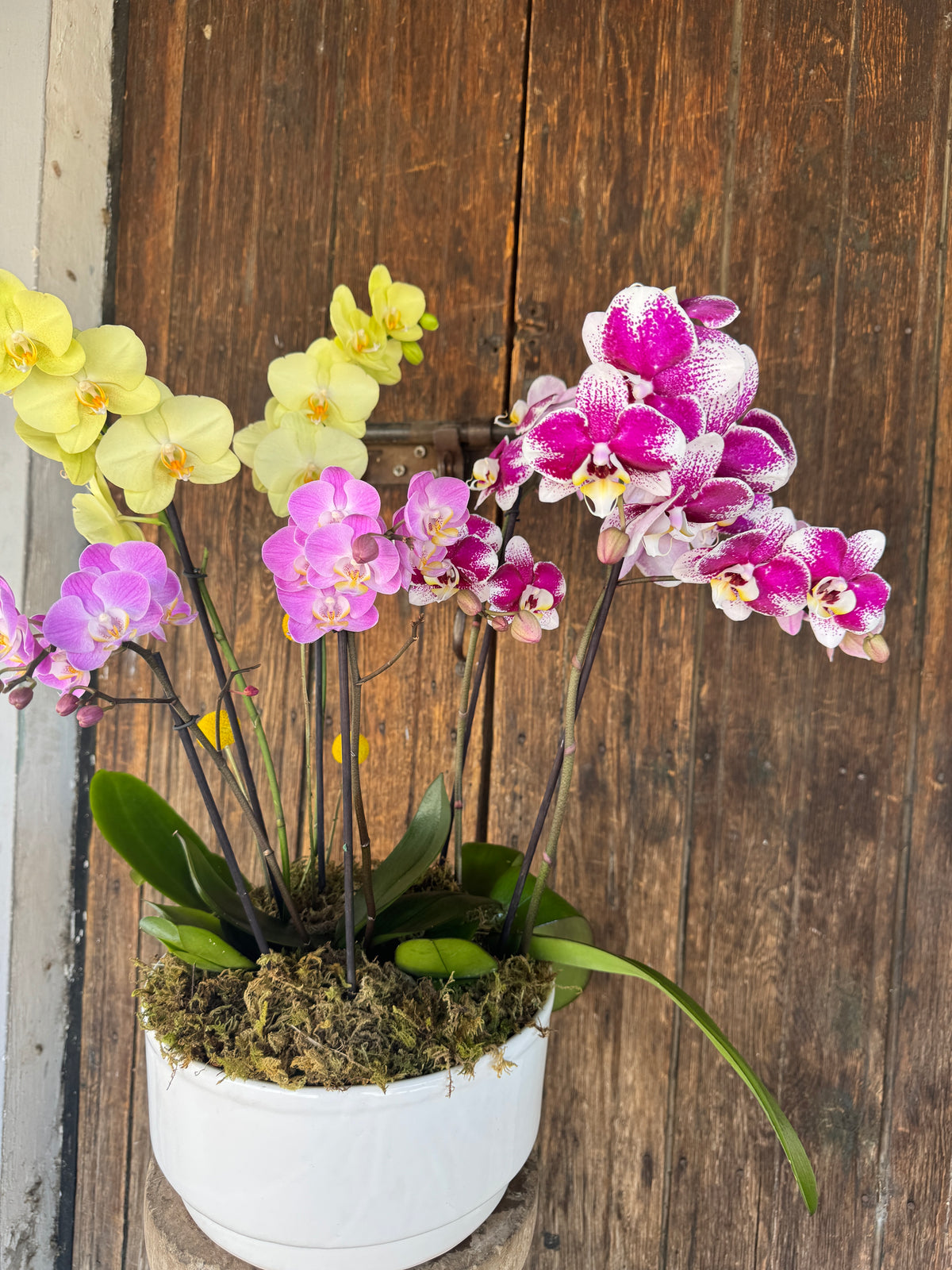 Jardín de Orquídeas