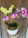 Jardín de Orquídeas
