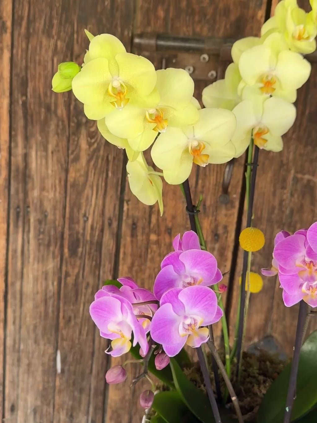 Jardín de Orquídeas
